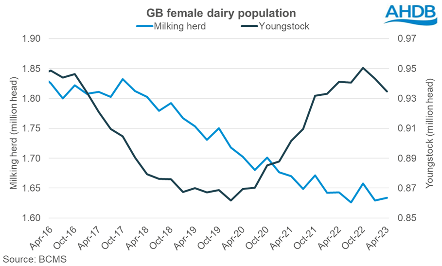 line graph showing the number of dairy females in the the milking herd and as youngstock